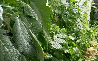 Ibiza Farm y Apocapoc Lanzan la primera Tower Farm en Barcelona
