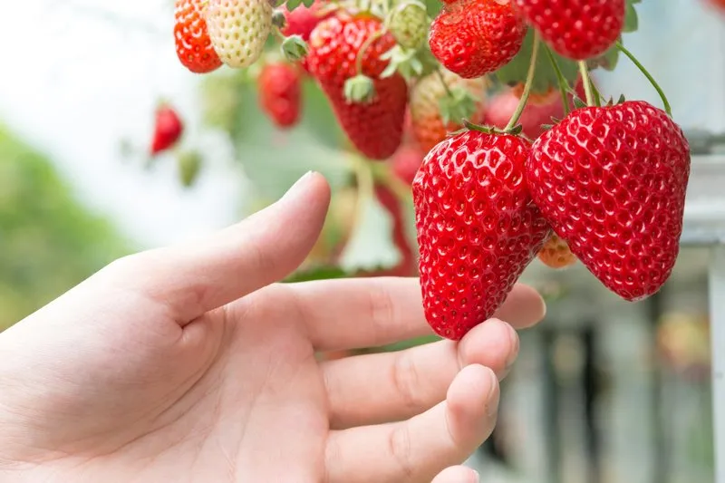 indoor-hydroponic-strawberry-farming
