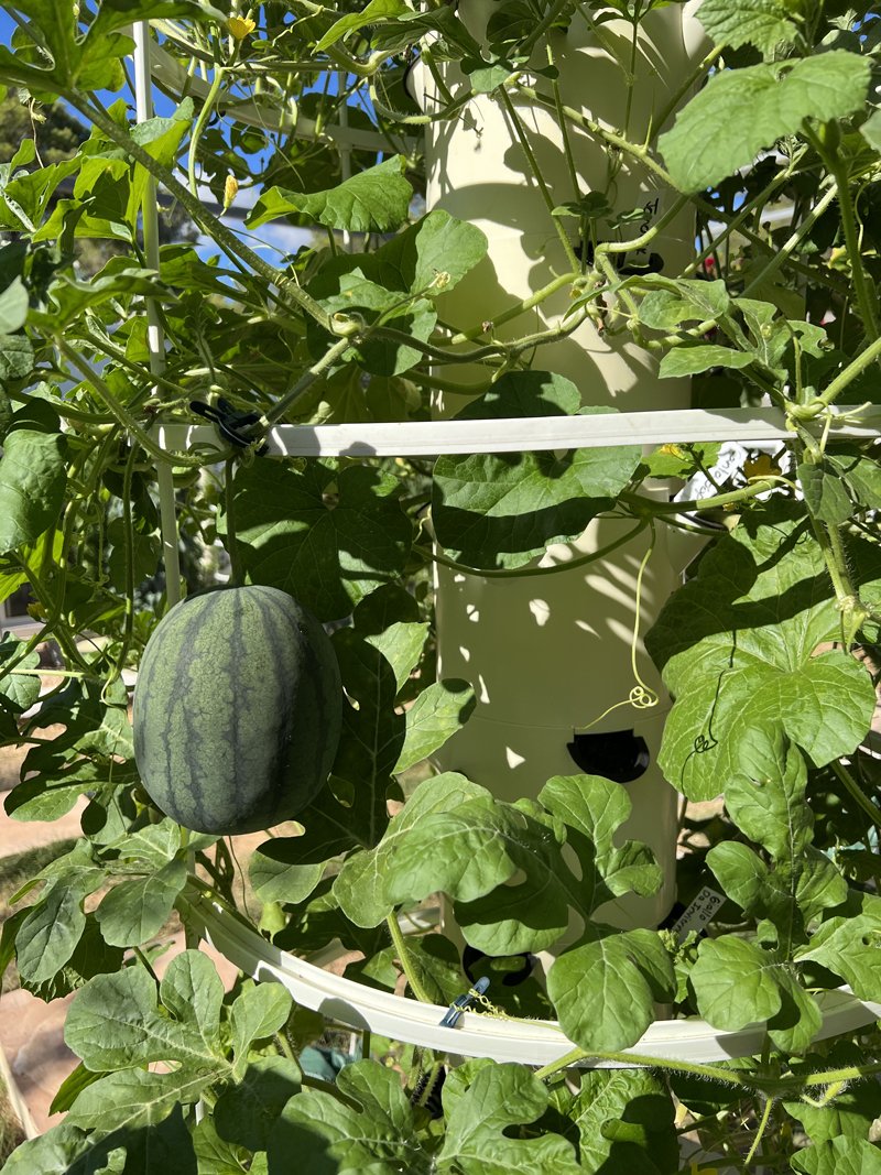 melons-tower-garden