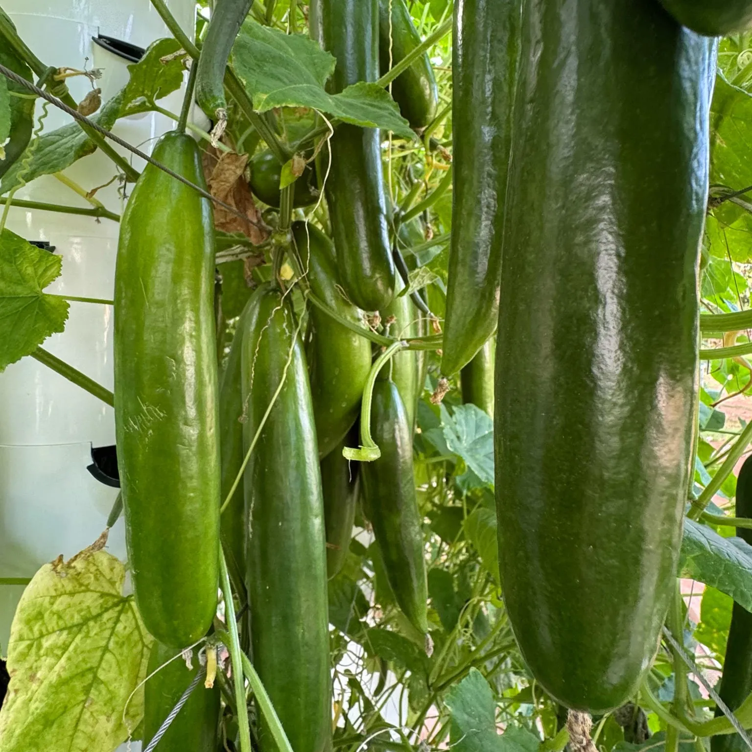 cucumbers2
